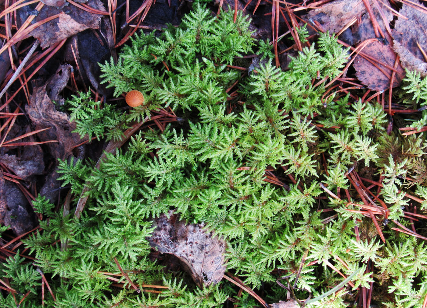 Image of Hylocomium splendens specimen.