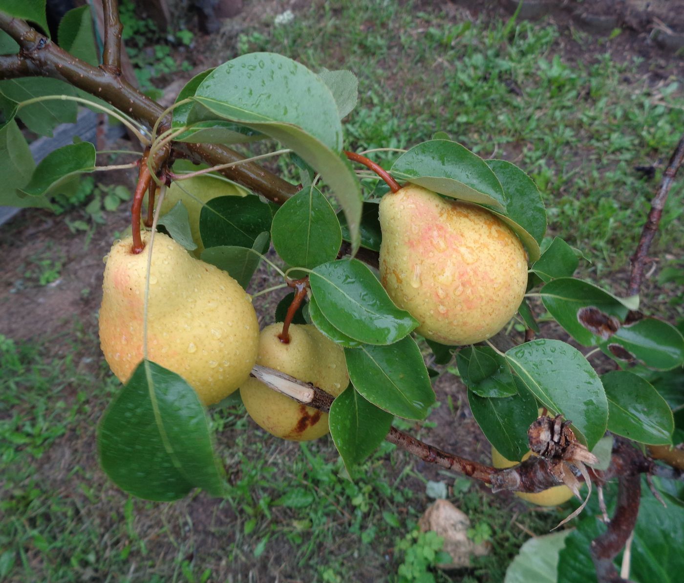 Image of Pyrus communis specimen.