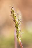 Plantago crassifolia. Соцветие. Испания, автономное сообщество Каталония, провинция Жирона, комарка Баш-Эмпорда, муниципалитет Бегур, бухта Aiguablava, обнажения лейкогранита на абразионной береговой террасе. 25.09.2019.