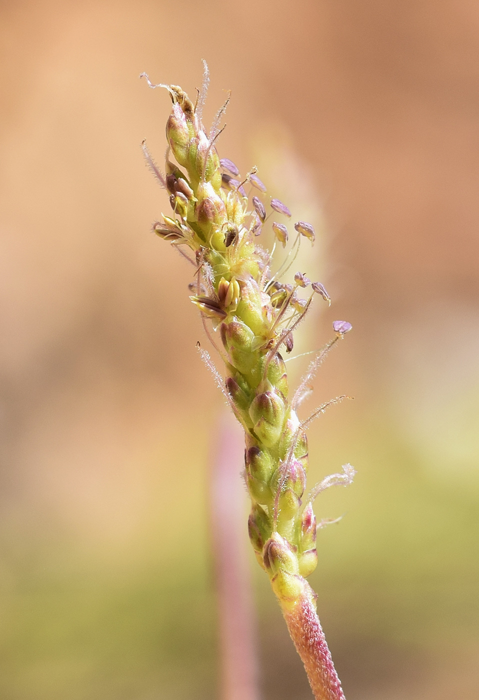 Image of Plantago crassifolia specimen.