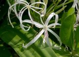 Crinum asiaticum