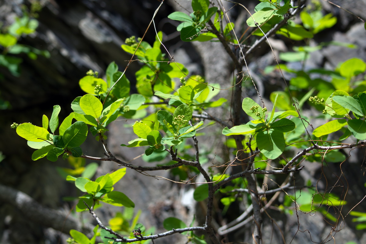 Image of Cotinus coggygria specimen.