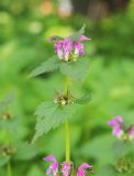 Lamium maculatum. Верхушка цветущего и плодоносящего растения. Калужская обл., Боровский р-н, пустырь в дер. Сатино. 9 июня 2020 г.