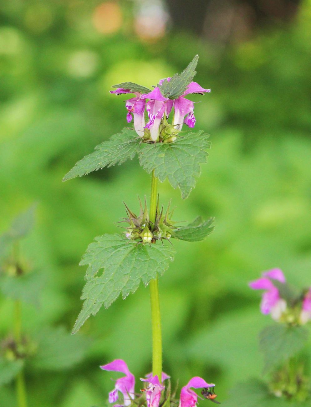 Image of Lamium maculatum specimen.