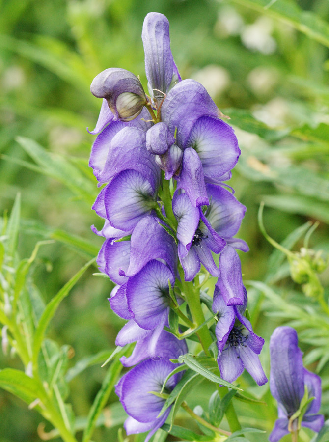 Изображение особи Aconitum cymbulatum.