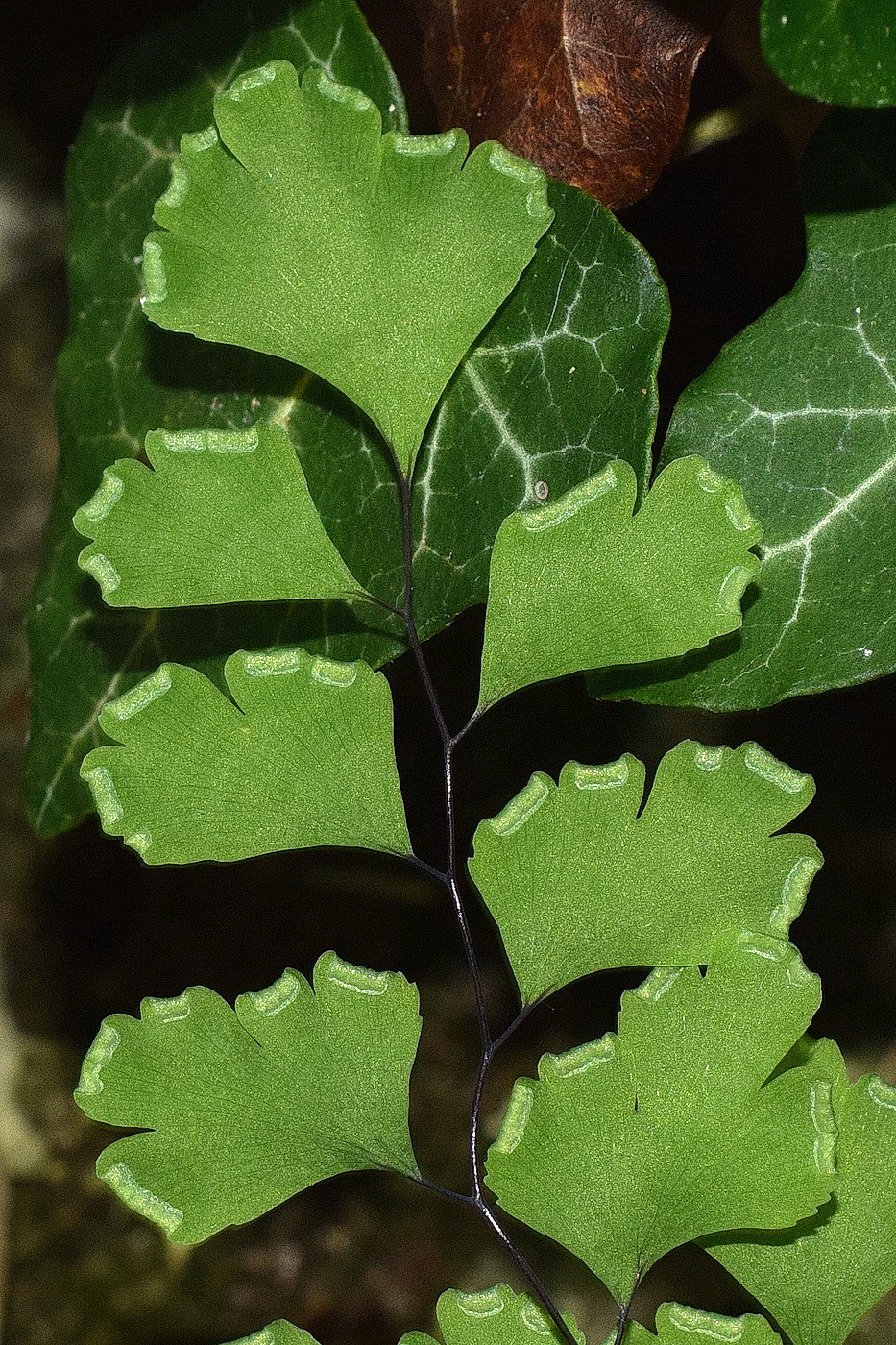 Изображение особи Adiantum capillus-veneris.