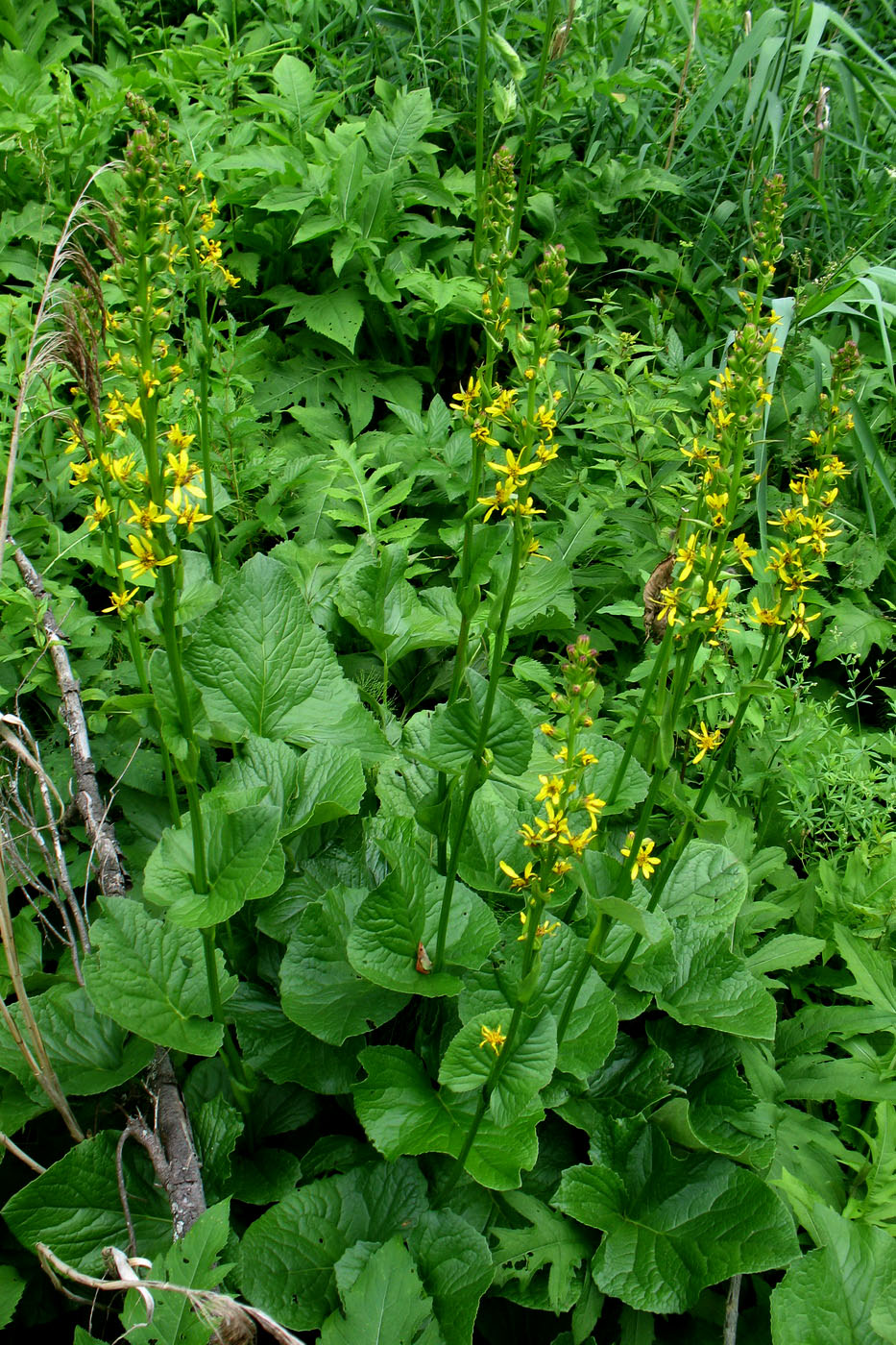 Image of Ligularia sibirica specimen.