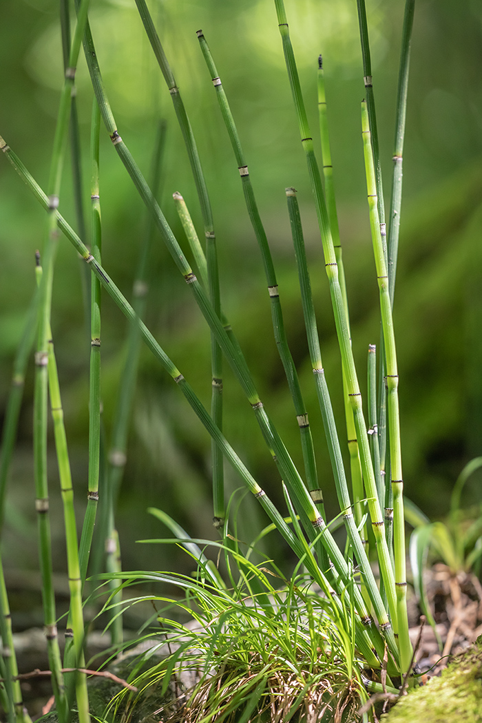 Изображение особи Equisetum hyemale.