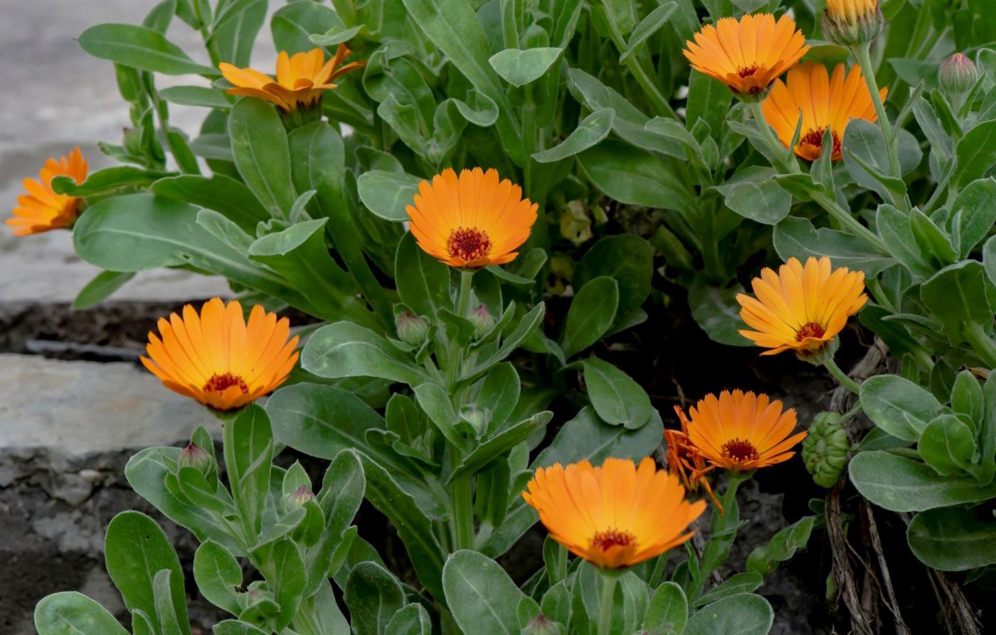 Image of Calendula officinalis specimen.