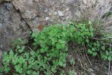 Thalictrum sultanabadense