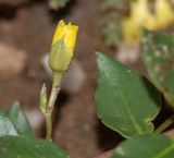 Talinum caffrum