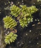 Salvinia natans