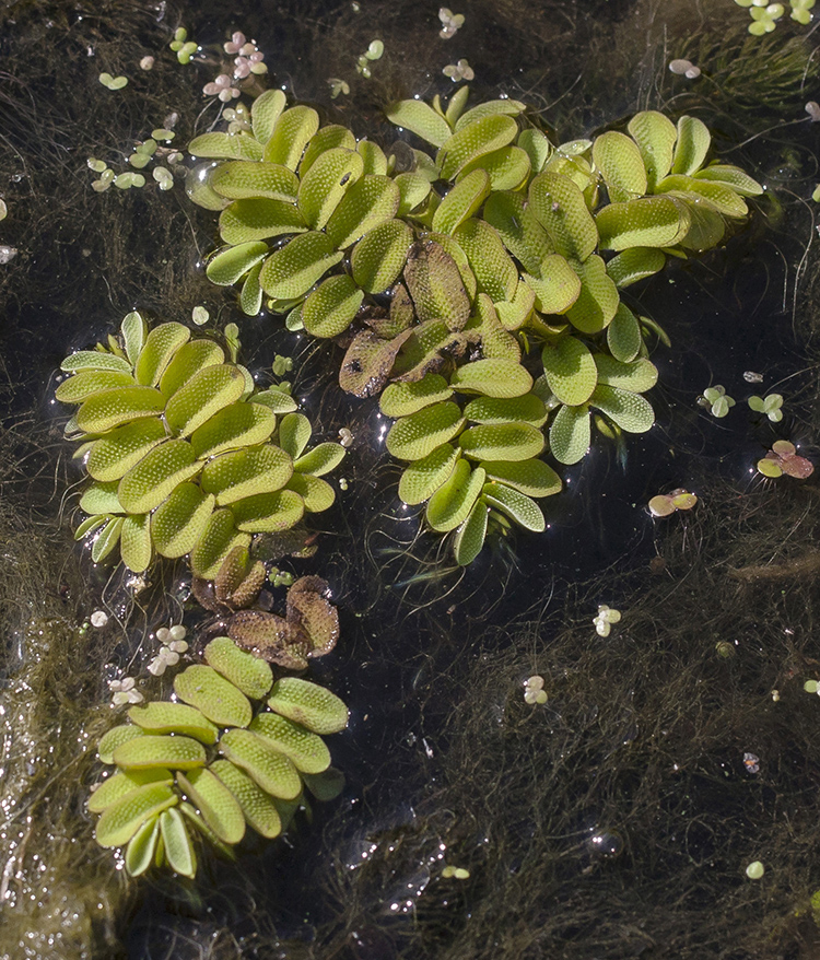 Image of Salvinia natans specimen.