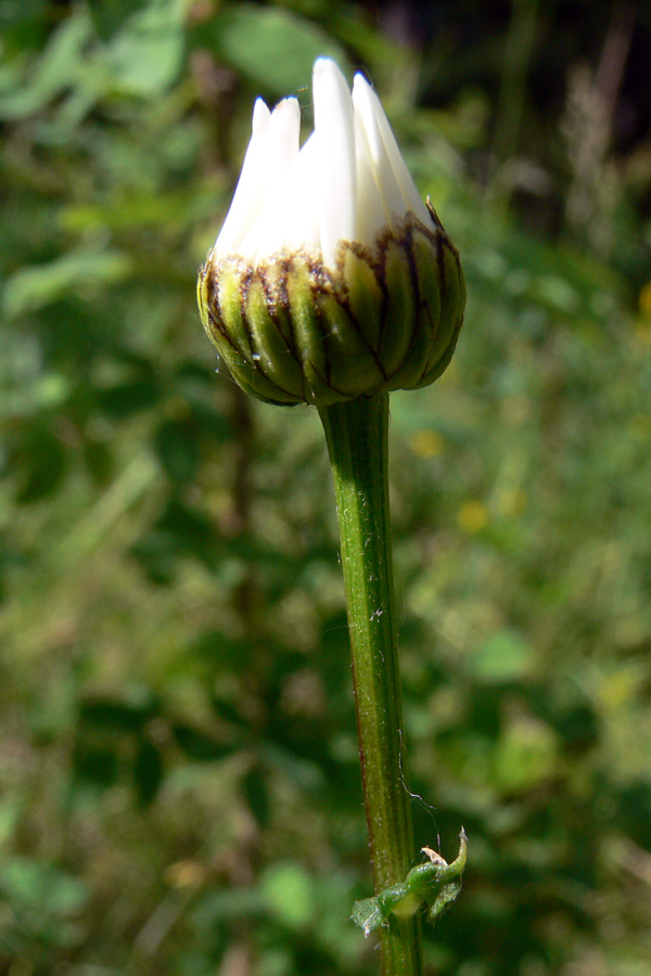 Image of Leucanthemum vulgare specimen.