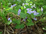 Viola × villaquensis. Цветущее растение на опушке соснового леса. Томск, 12 мая 2020 г.