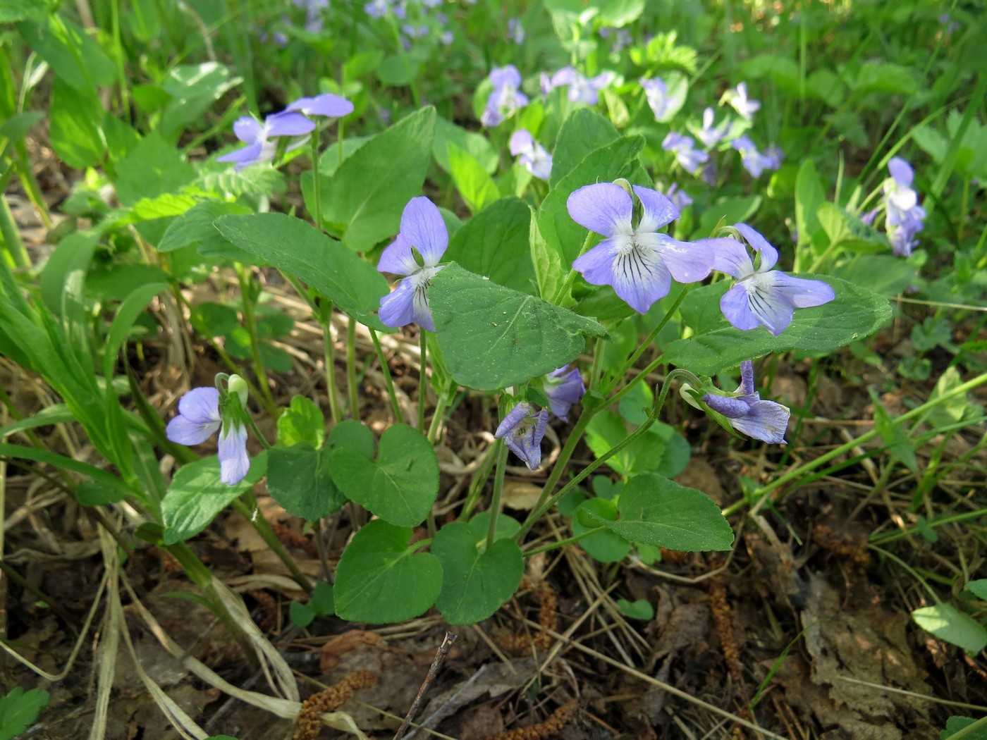 Image of Viola &times; villaquensis specimen.