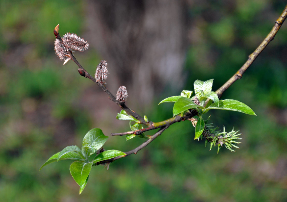 Image of Salix caprea specimen.