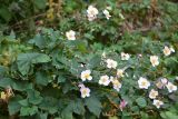 Anemone vitifolia. Цветущее растение. Санкт-Петербург, Калининский р-н, в палисаднике жилого дома №13 по ул. Бутлерова с другими декоративными растениями, в культуре. 20.09.2020.