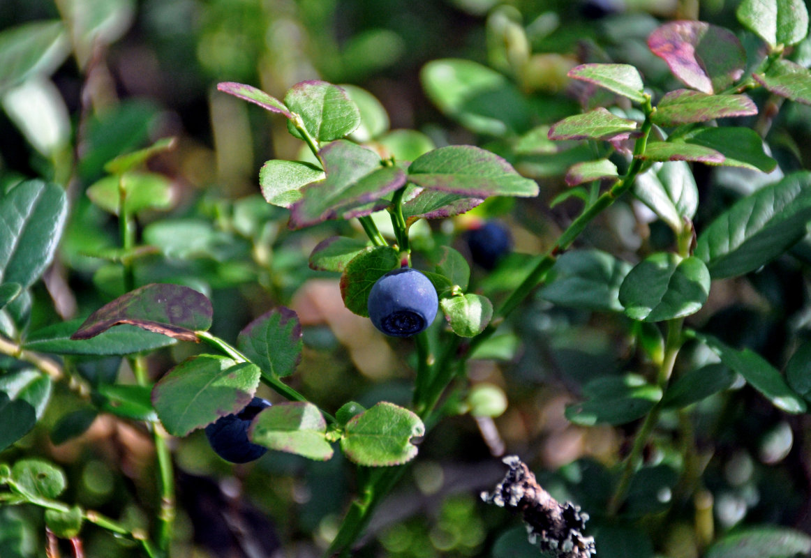 Image of Vaccinium myrtillus specimen.