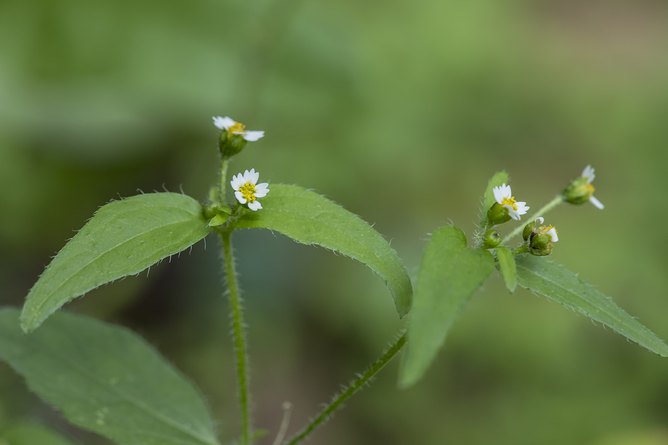 Image of Galinsoga parviflora specimen.