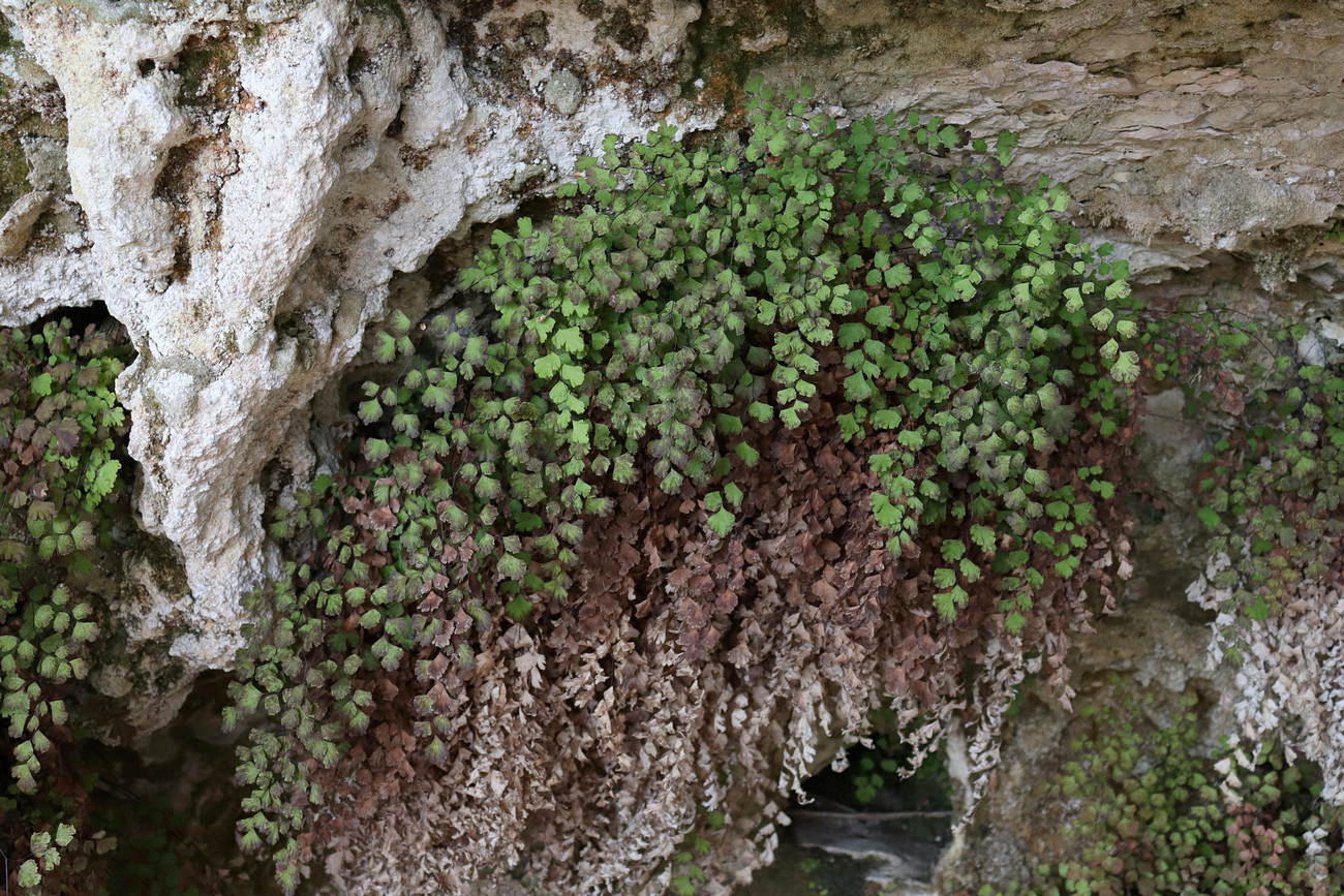 Изображение особи Adiantum capillus-veneris.