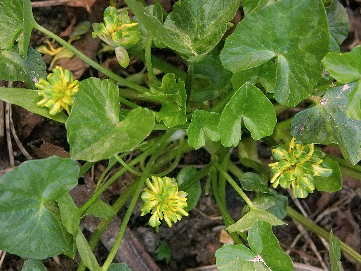 Image of Ficaria verna specimen.