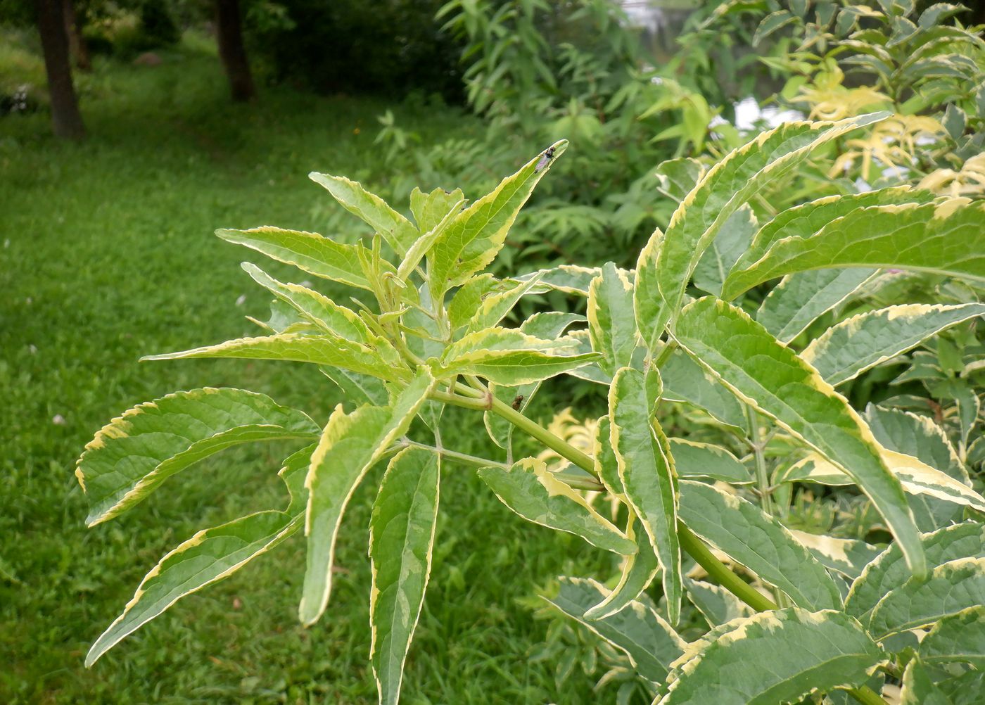 Image of Sambucus nigra specimen.