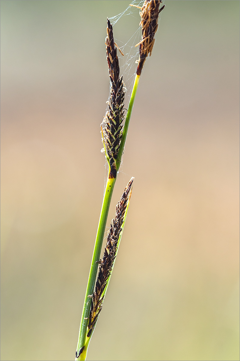 Изображение особи Carex omskiana.