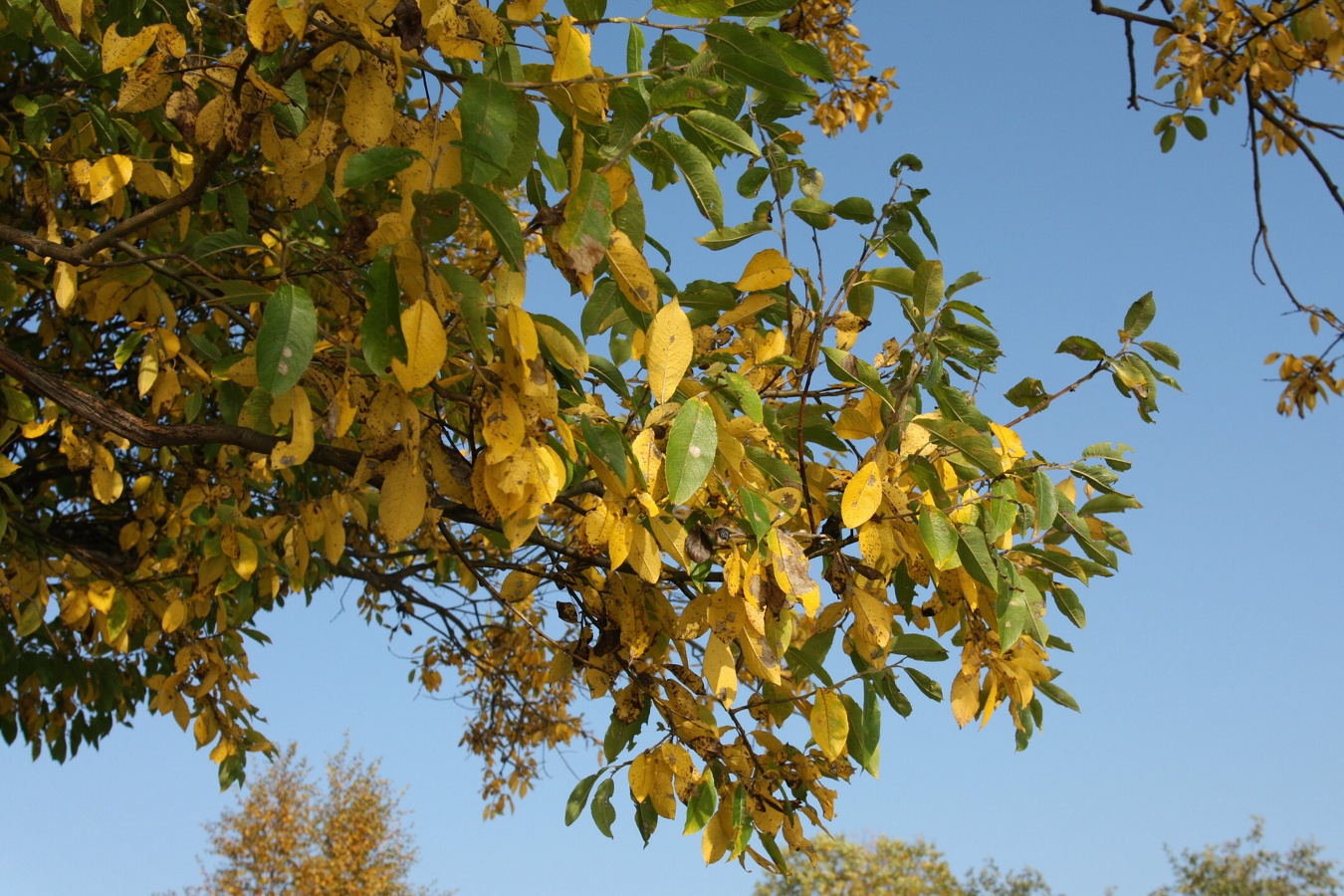 Изображение особи Salix caprea.