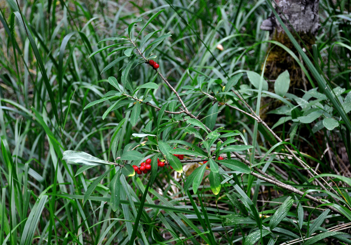 Image of Daphne mezereum specimen.