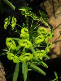 Euphorbia esula. Соцветие. Красноярский край, Эвенкийский р-н, Государственный природный заповедник \"Тунгусский\", пр. берег р. Подкаменная Тунгуска. 20.06.2014.