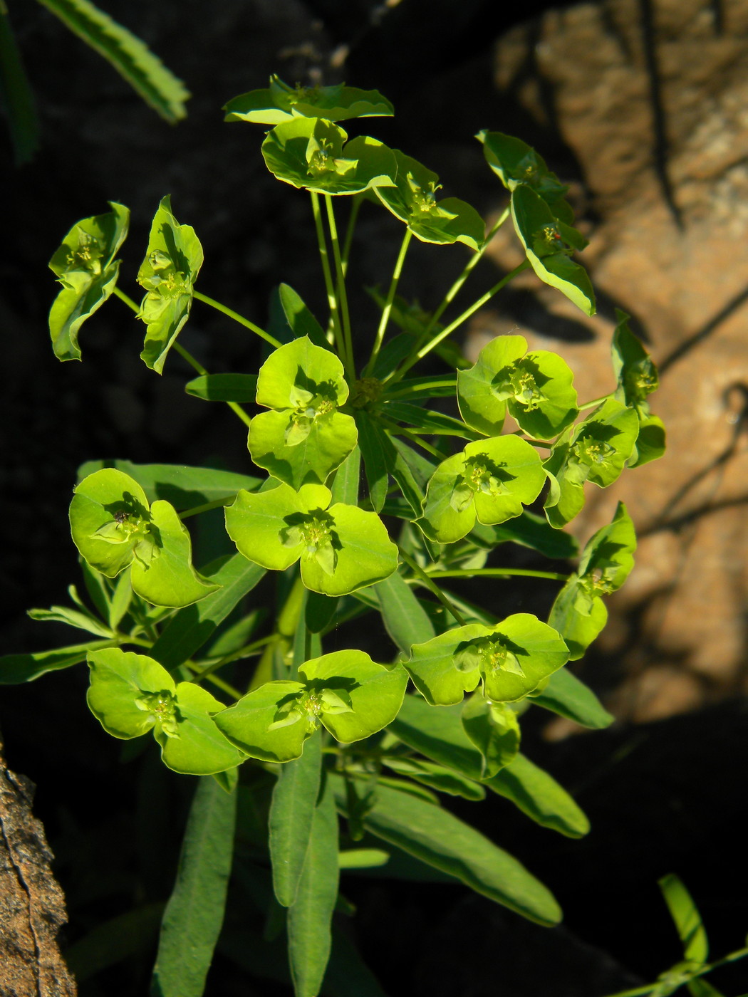 Изображение особи Euphorbia esula.