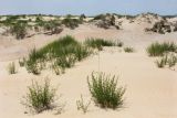 Artemisia arenaria