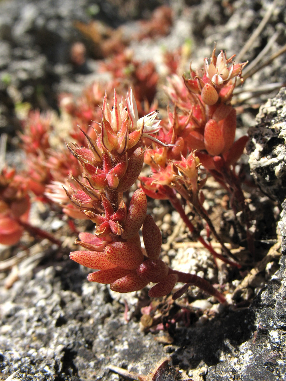 Image of Sedum rubens specimen.