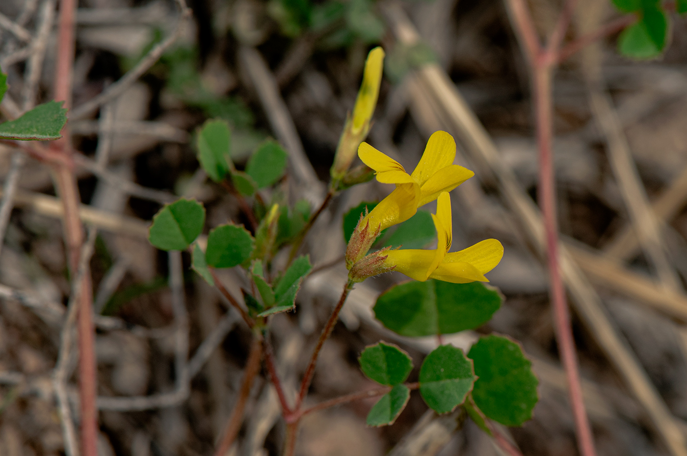 Image of Trigonella grandiflora specimen.