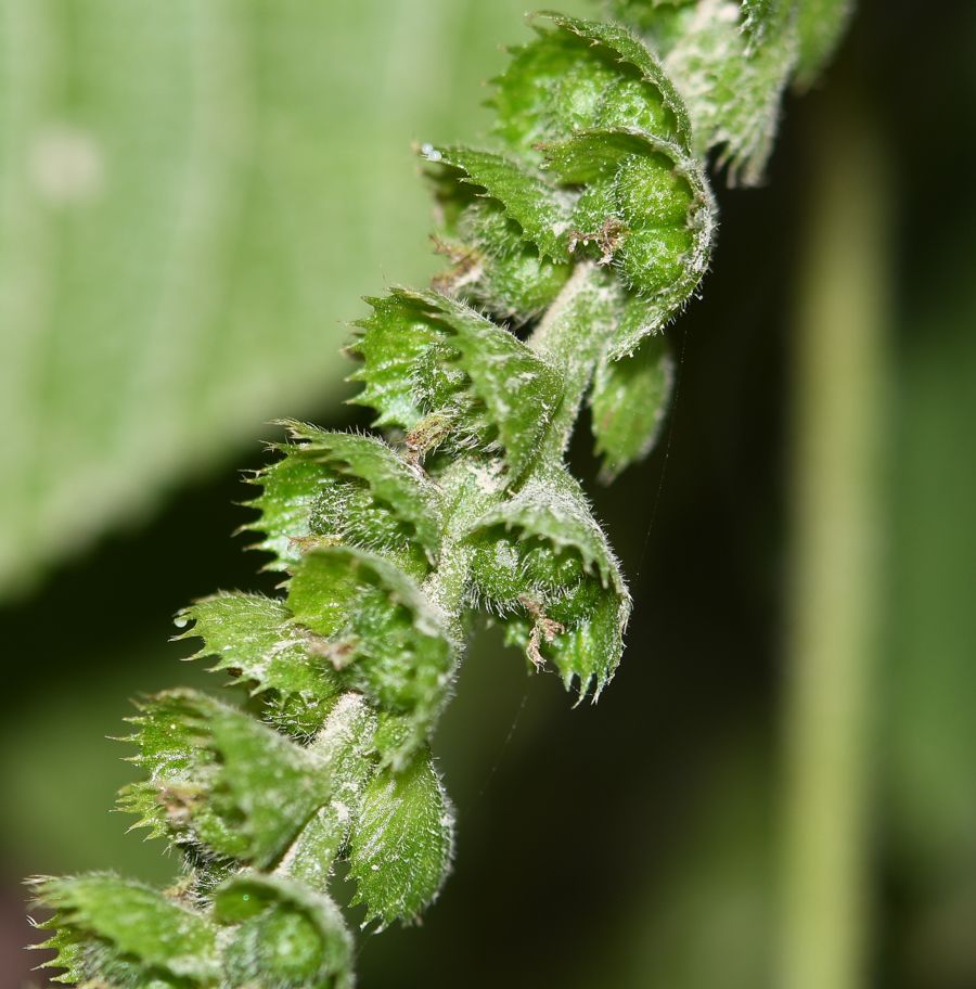 Image of Acalypha peruviana specimen.