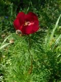 Paeonia tenuifolia. Верхушка цветущего растения с кормящимися жуками Tropinota hirta. Ростовская обл., Азовский р-н, Александровский лес, обочина лесной дороги со стороны дубравы. 04.05.2021.