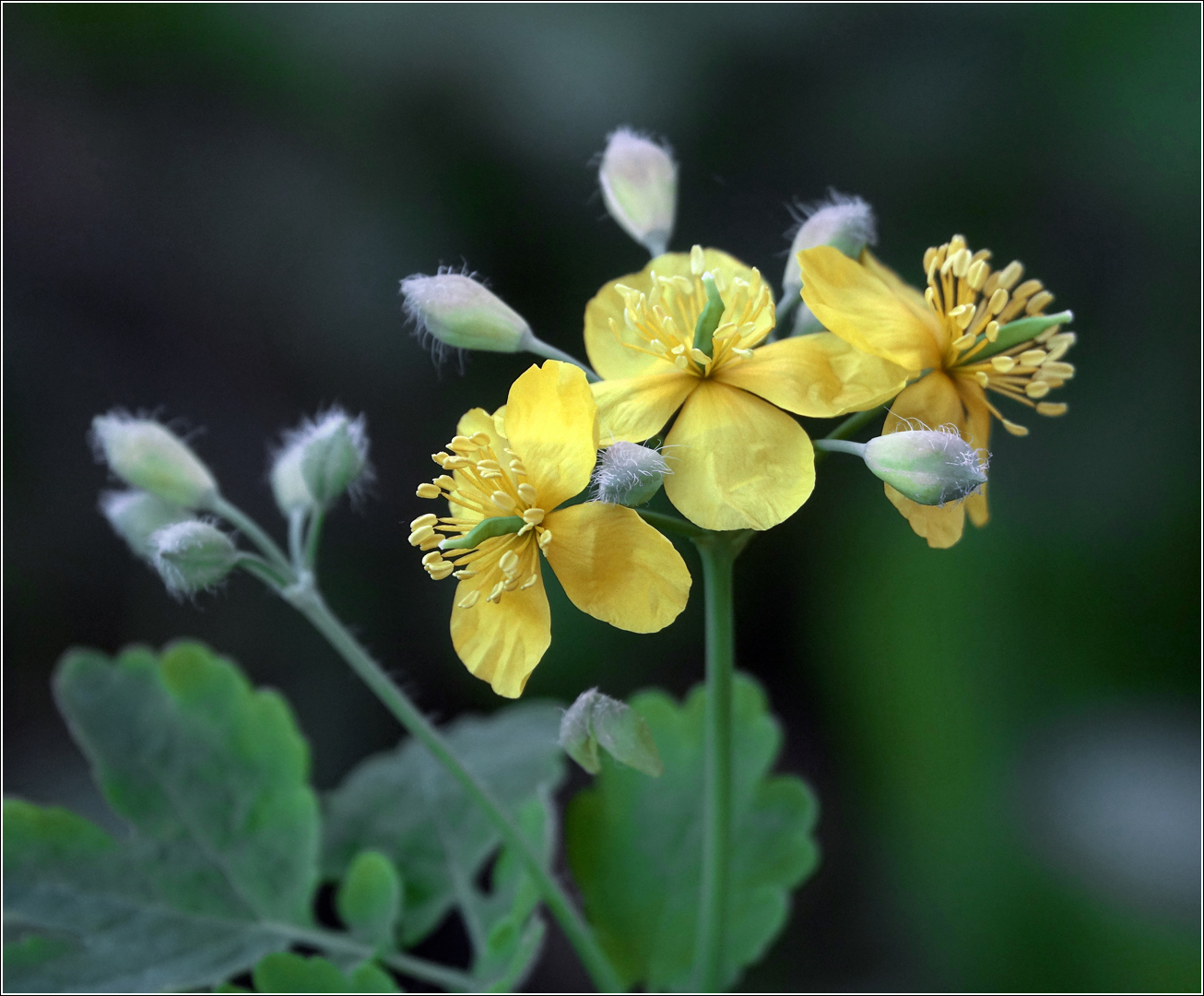 Image of Chelidonium majus specimen.