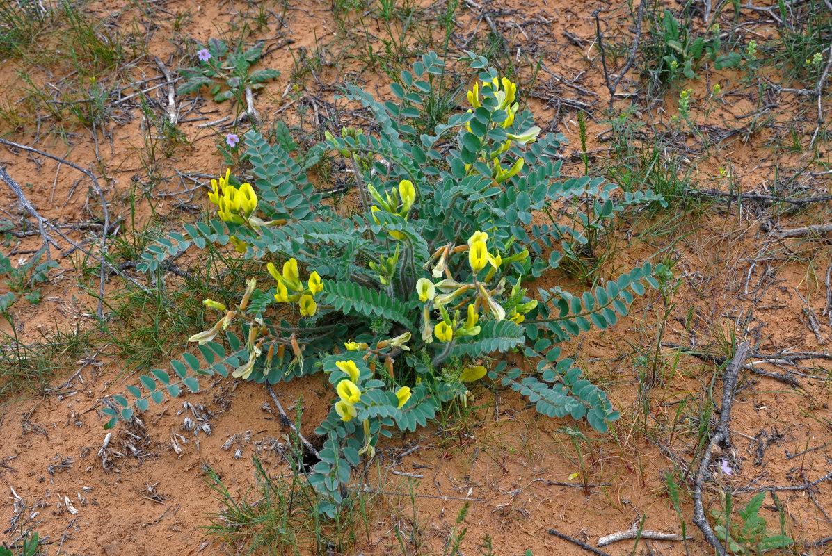 Изображение особи Astragalus longipetalus.