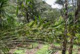 Sobralia dichotoma