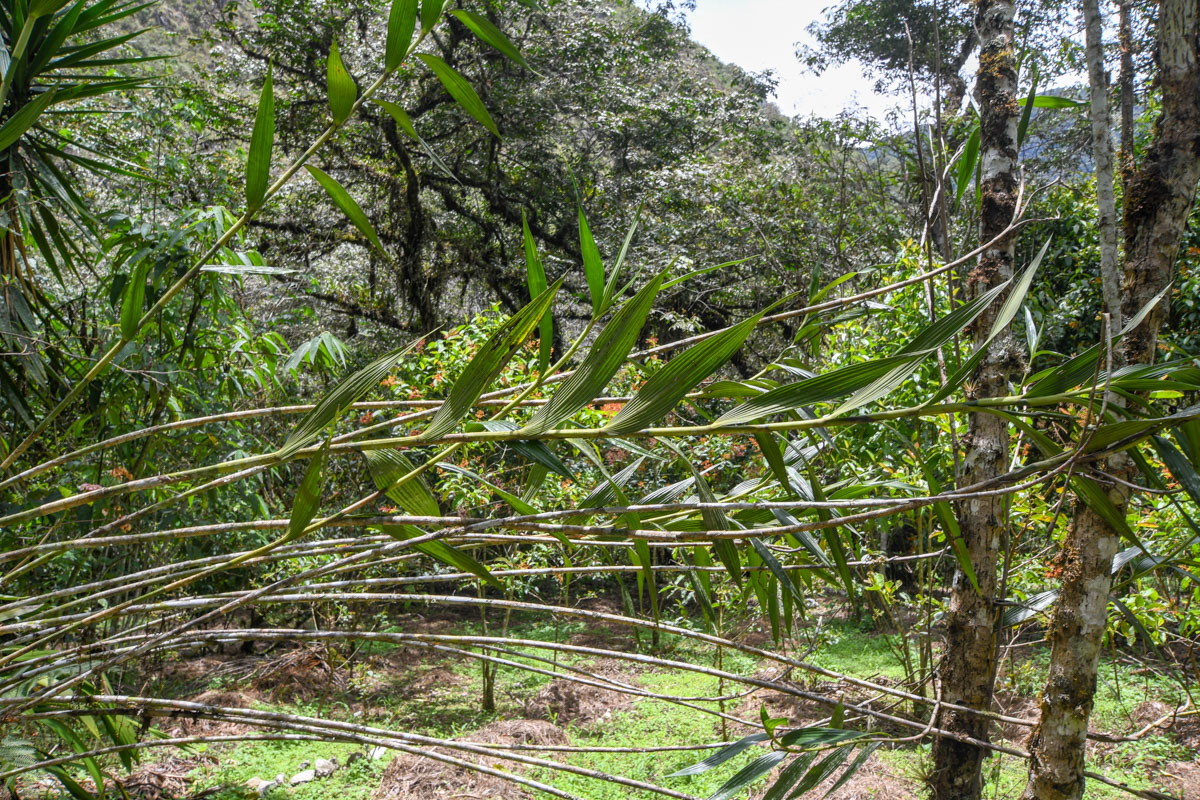 Image of Sobralia dichotoma specimen.