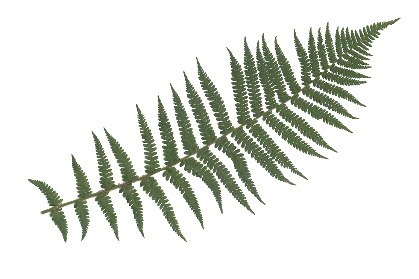 Image of Dryopteris filix-mas specimen.