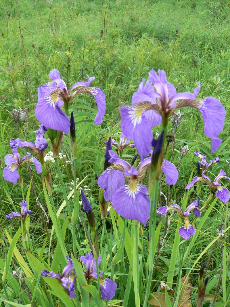 Image of Iris setosa specimen.