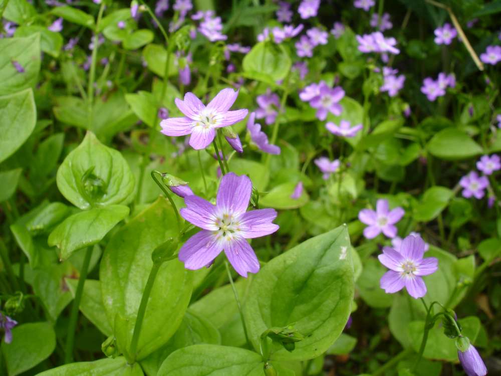 Image of Claytonia sibirica specimen.