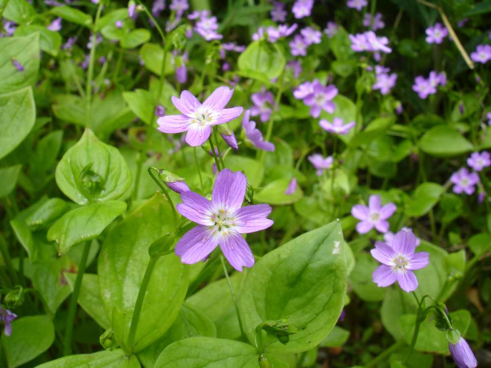 Изображение особи Claytonia sibirica.