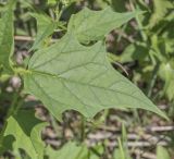 Image of taxon representative. Author is Игорь Павлов