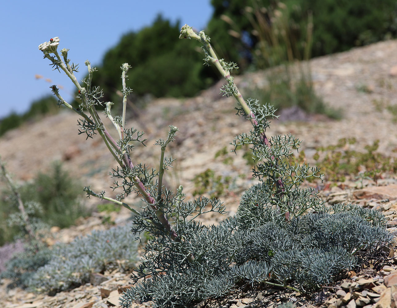 Image of Seseli ponticum specimen.