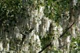 Populus nigra