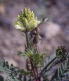 Oxytropis pilosa. Верхушка цветущего растения. Пермский край, Кунгурский р-н, окр. с. Филипповка, гора Ледяная, крутой слабо задернованный склон. 11.09.2021.