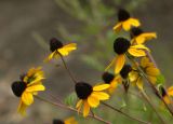 Rudbeckia triloba